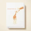 Baby Giraffe