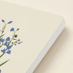 Cornflower
