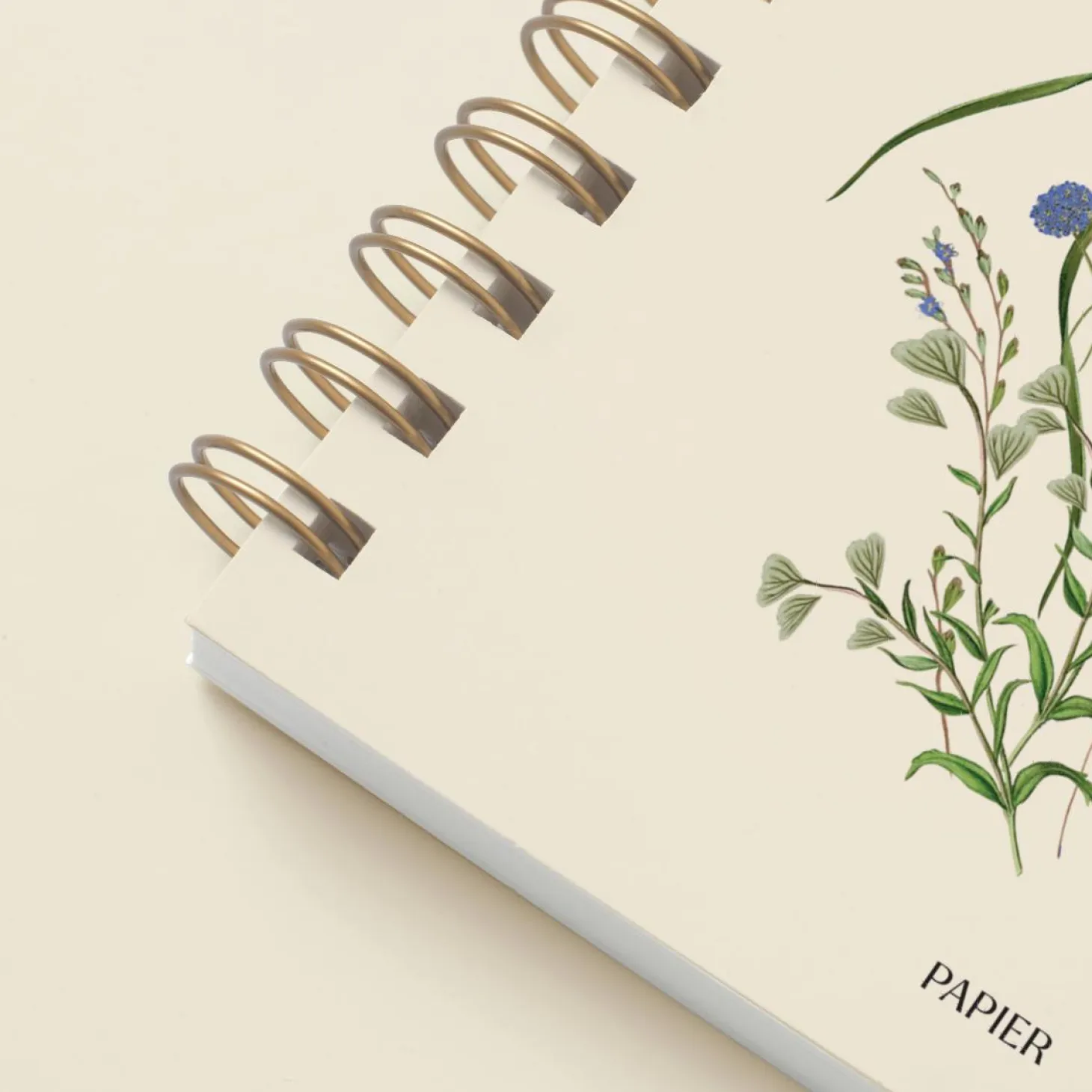Cornflower