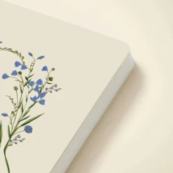 Cornflower