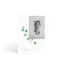 Eucalyptus