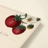 Strawberry Blossom