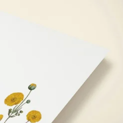 Yellow Buttercups